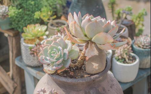 多肉植物不长个教你一个小技巧，呼呼冒出一堆新芽！