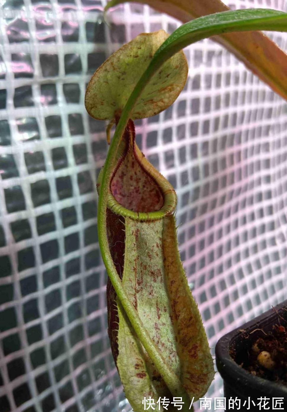 猪笼草|4种食虫植物特有趣，养在家里能灭蚊，孩子们都喜欢