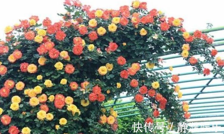 4种花是开花机器，一次开花200朵，花香易打理，养在客厅美极了