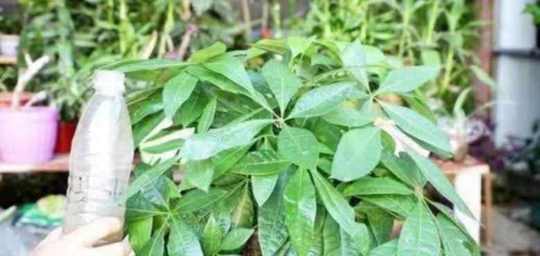 这种自制高氮肥，用好了，比淘米水、啤酒水效果好得多