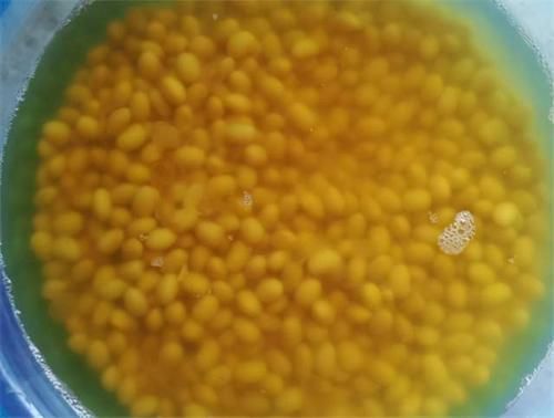 养君子兰,在盆里下“猛料”,叶绿根肥,年年开花收不住