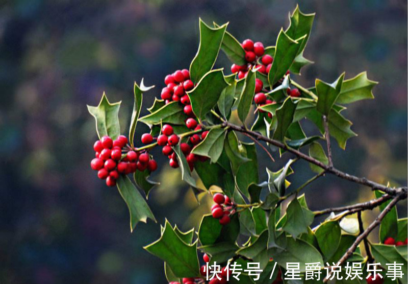 盆栽|圣诞将至，阳台挑个盆栽，摇身一变圣诞树