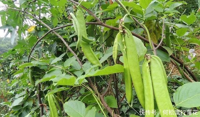 刀把豆|俗称“刀把豆”，毒性很大，30年前经常做腌菜吃，现在极少种植！