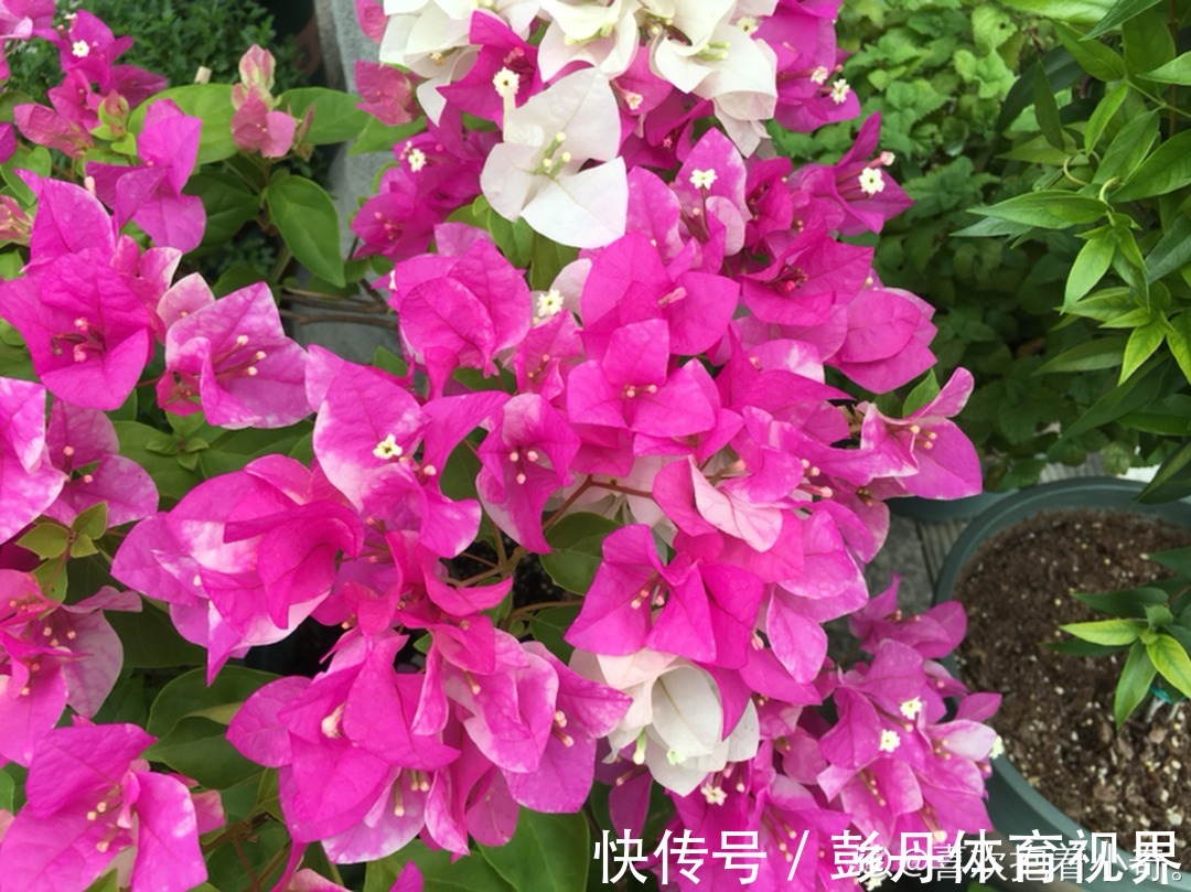 叶子|十月养这花,撸叶子、少浇水,10天冒出大花苞!