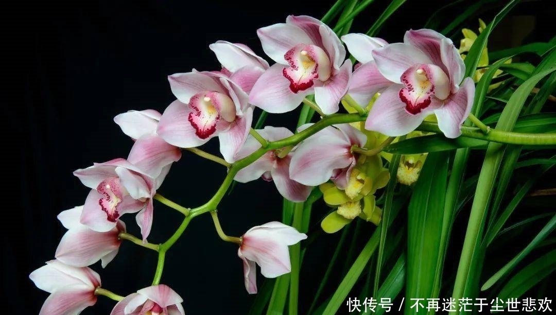 客厅花草别乱养,过年摆上这6种,添喜又添吉