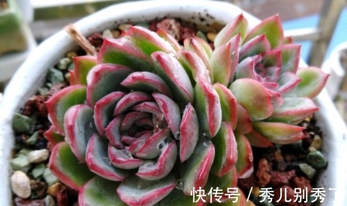 多肉雨燕座一直不爆侧芽?确实如此,但耐心等或砍头它就能变多头