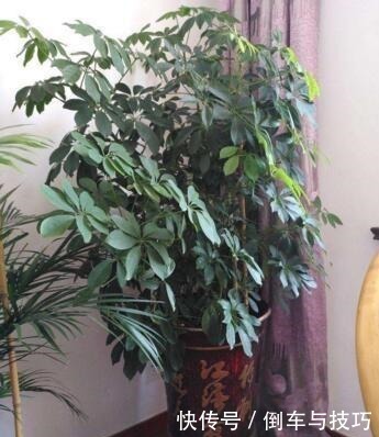 6种花，随便养一盆，空气清新“病菌”少！我就养6盆，对家人好！