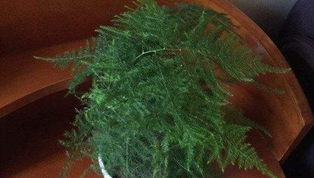 文竹养几盆有讲究吗?专家:养护的五项注意一定要牢记