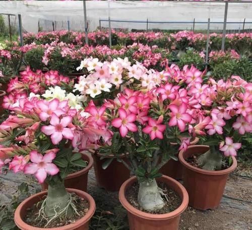 最适合懒人养的5种花,省心又好养,偶尔浇浇水就可以活