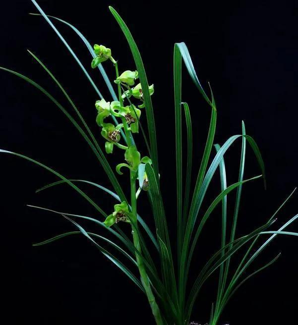 兰花要复壮,营养要跟上,怎样给兰花增加营养?