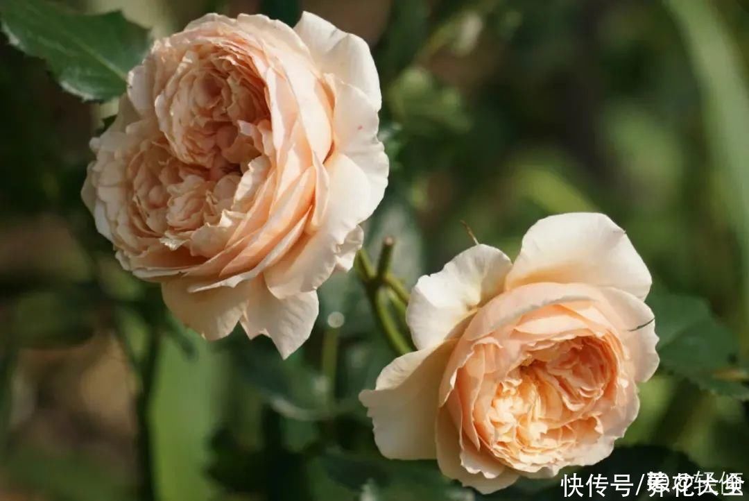 在家养盆“爆花战斗机”，只需要一盆，能开上百天不歇气