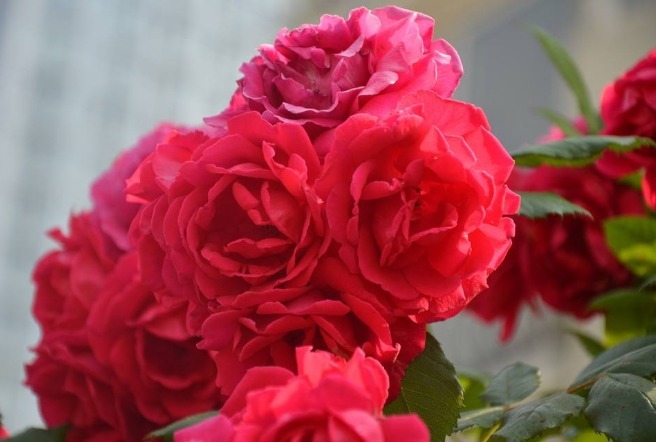 蔷薇花刚开就谢2个 “误区”搞明白，花苞蹭蹭冒，全年都能赏花