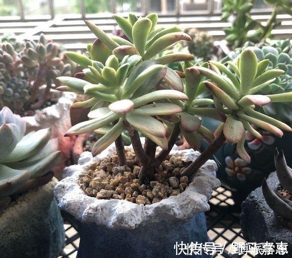 徒长|徒长的多肉要砍头吗做好这三步“一撸二晒三控水”迅速变老桩！