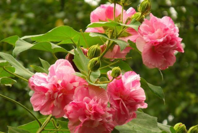 朱瑾花，木槿花，芙蓉花傻傻分不清花开的再妖娆也不要闹笑话