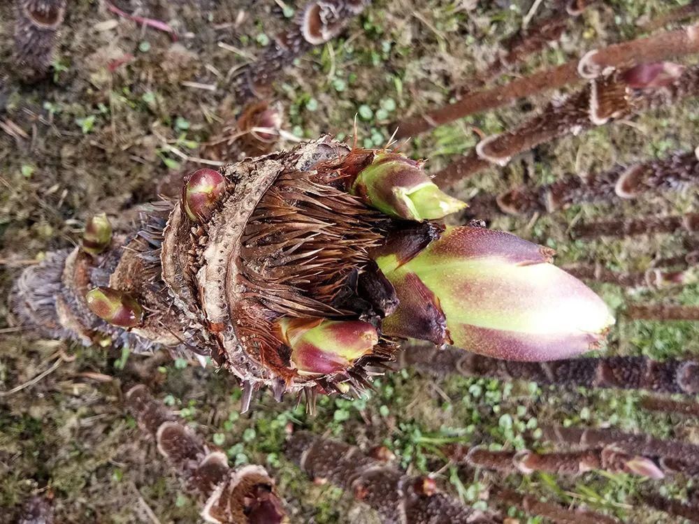此树满身刺，但树芽却是极品野菜，营养不输人参，出口80元一斤