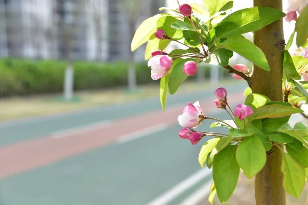 紫丁香、海棠芬芳馥郁，在昌平自行车专用路来一次观光骑行之旅吧