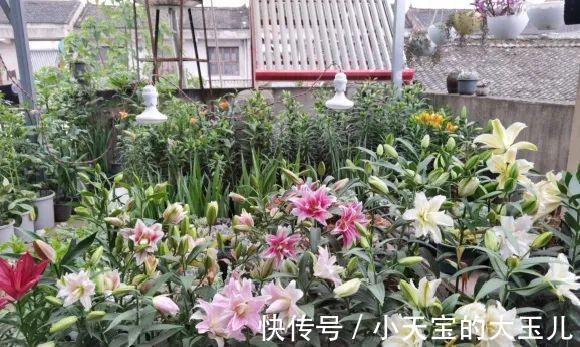 记录一下我养过的花,1000多盆都有啥