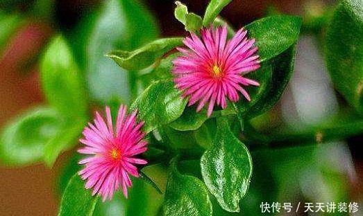 此4款花卉，开花又美又香，花量超多，好看又好养