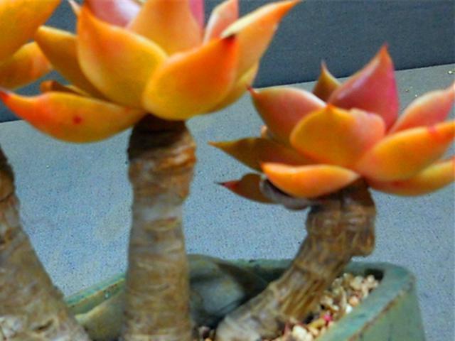 多肉|3种橙色多肉,各自用对养护方法,出状态后如阳光般灿烂明媚