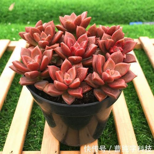 紫乐|入夏养多肉首选''4种'',好养易度夏,2年成“老桩”,高档又霸气!