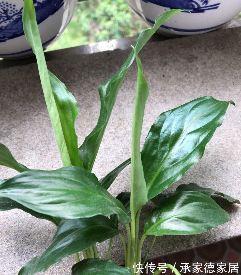 枝叶|室内光照不足,就养4种耐阴绿植,枝叶翠绿茂盛,有精神有活力