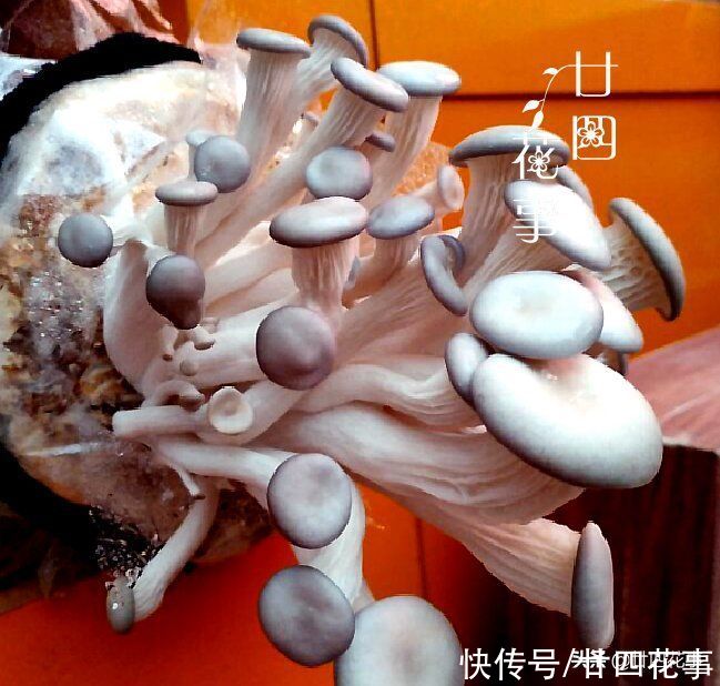 阳台种上4种菜，春节刚好上桌，自给自足，不怕菜涨价