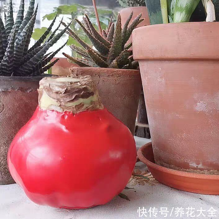 花市看见干枝杜鹃,为了良心,千万别买