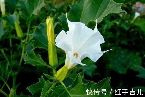 这花盛开时太妖娆,样子太美了,但毒性大离远点错不了
