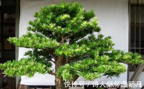 1种“盆景”，有长寿、吉祥的寓意，适合客厅养，比啥花都强