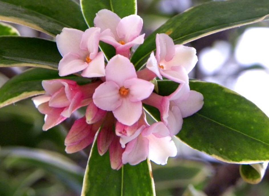 这五种花别再修剪,老枝条长势稳,秋冬花芽多