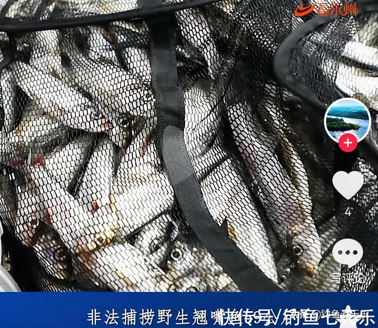 用泥鳅垂钓，湖南三名“假钓友”被抓！现场查获59公斤翘嘴鱼