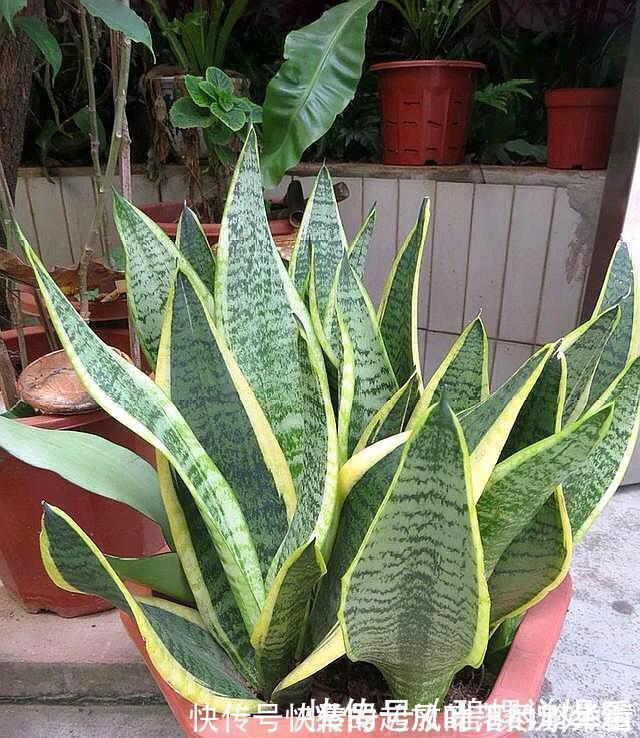 豆饼肥|虎皮兰施什么肥2种东西丢盆里,一年不用施肥,叶厚油绿新芽多