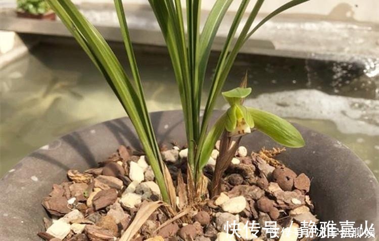 催花水|兰花爱喝这种“催花水”,什么淘米水、过期药都不如它,简单实用