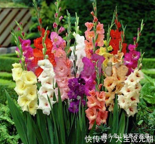 家养几种花,花期长,花色艳丽,开成花海,邻居都羡慕!