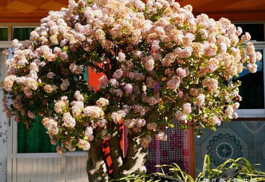 玉树|客厅见树,家业稳固,适合客厅养的8种树,大气美观,增添幸福感