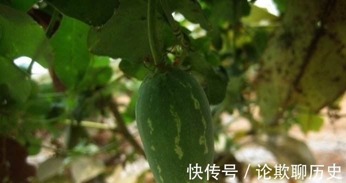 野果|农村有一野瓜，果实烂一地无人问津，其实它的根部才是“宝”