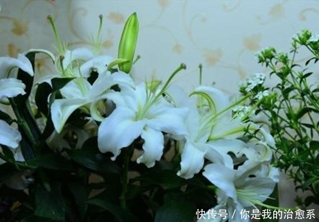 从一个小种子成功蜕变成美丽的百合花,看看是用了什么方法