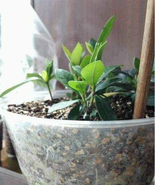 学会这种扦插法，2周生根，插什么活什么，太简单了！