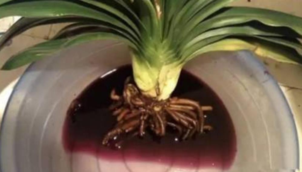 君子兰烂根不要扔,用这种方法处理,一个月长满新根