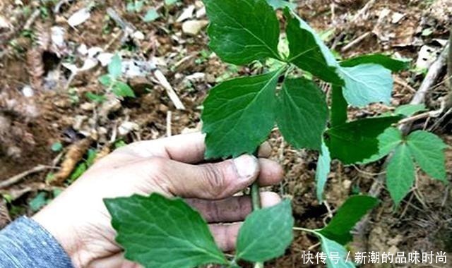 山萝卜|农村野生山萝卜,以前挨饿时候人才吃,现在一斤能卖30多