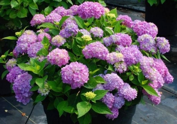 4种花是“开花机器”，全年开花不断，枝叶繁茂，开花艳丽多姿