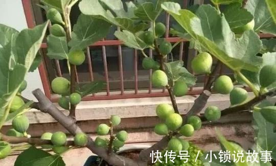 3种果树养“阳台”,水果再贵也不怕,自己种的有,想吃就去摘