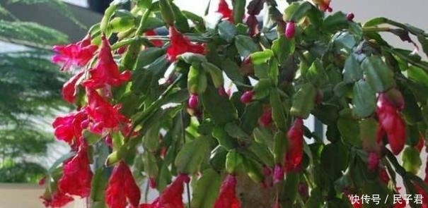 夏天|夏天养花注意了,这4种花千万别乱浇水,越浇越死的快