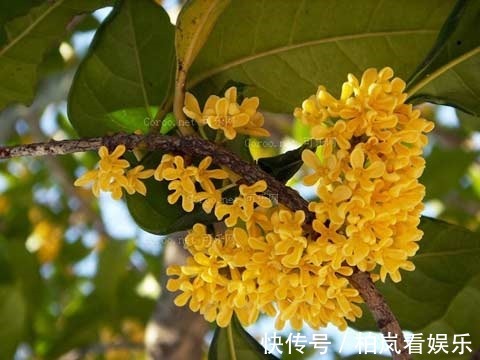 花花|别人家桂花开成大朵香云，你家却开成小米粒原来是这件事没做到