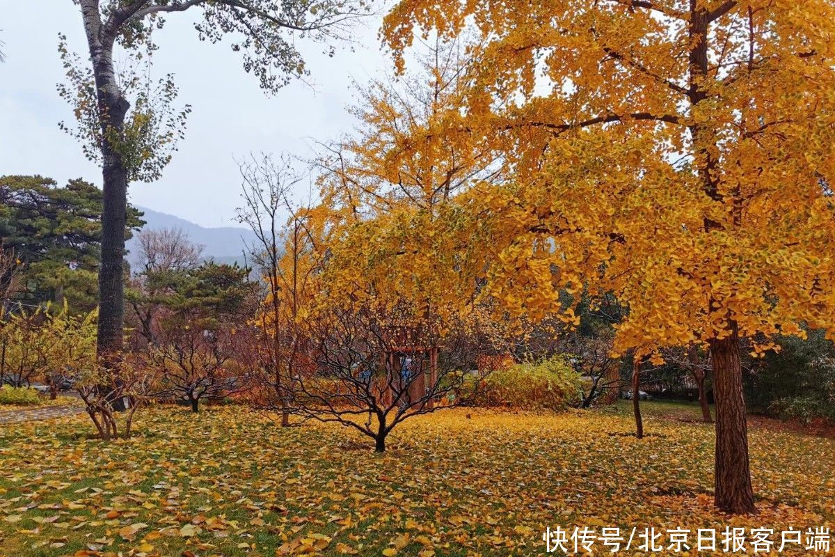 冬雨|首场冬雨打落红叶，为香山铺上深秋地毯