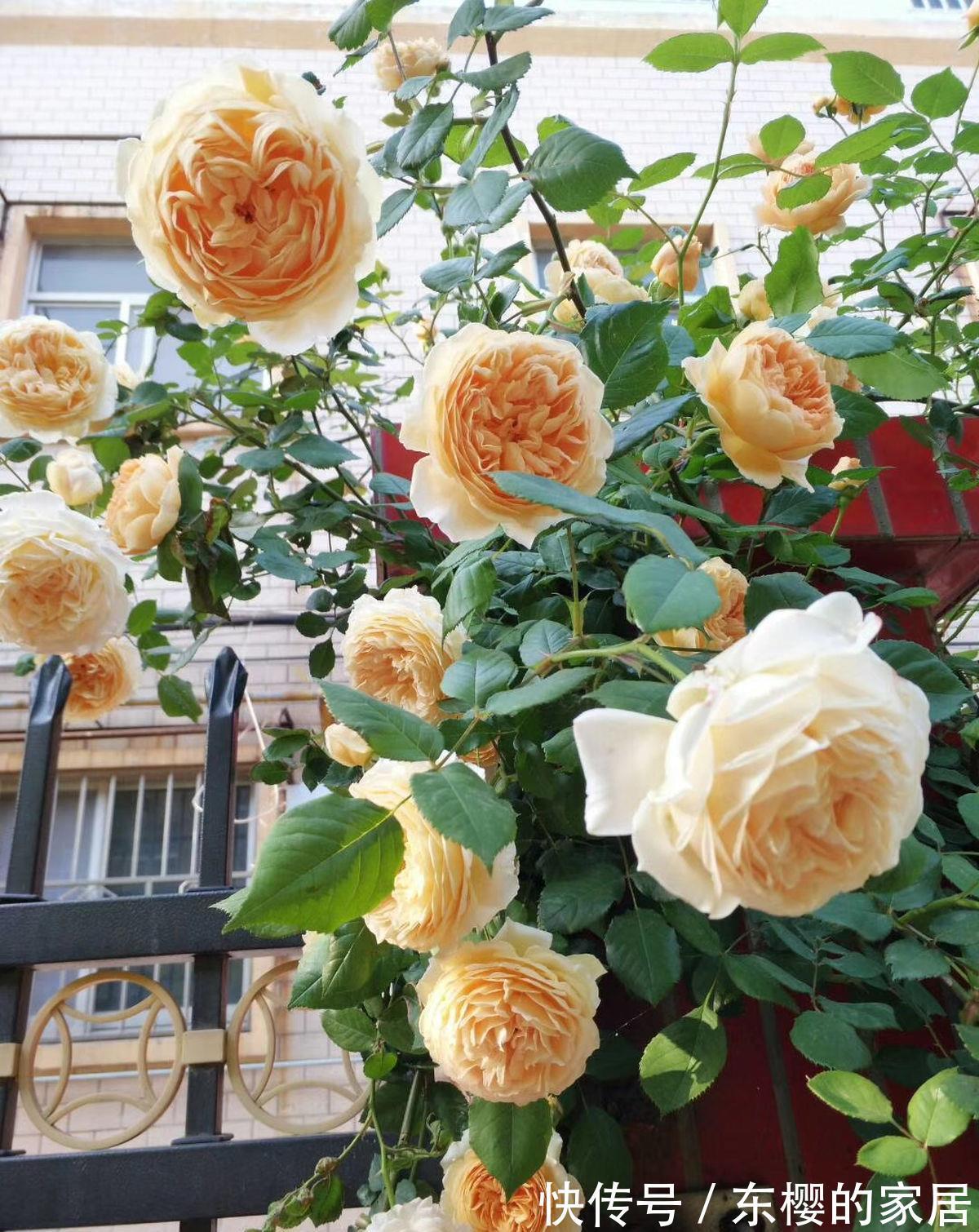 月季|学会养护5步法，月季嗖嗖满架爬，整面花墙太好看