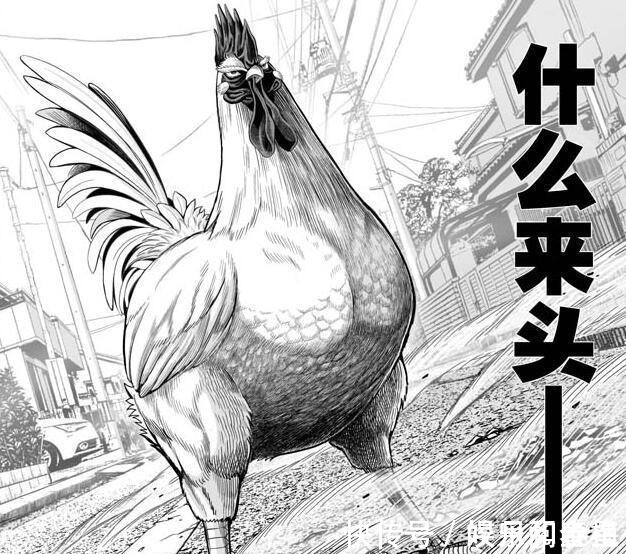 一拳超人|漫画推荐“战斗鸡”成主角，设定酷似《一拳超人》，神作预定