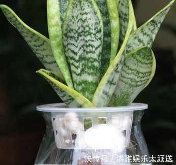 卧室里最适合放这三种绿植,空气清新睡眠无忧,赶快试试吧