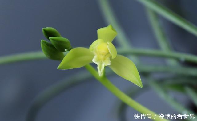 哪种兰花香,怎样才能买到比较香的兰花?3点建议,选到香兰不难