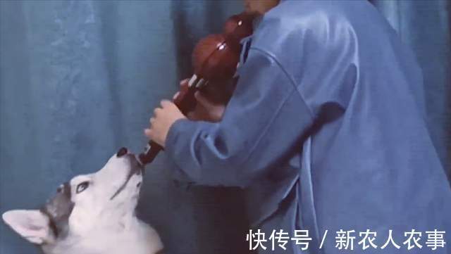 浙江|浙江一小男孩火了，强制给狗子吹葫芦丝，妈妈拍下了搞笑的瞬间